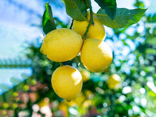 Vitamin C
